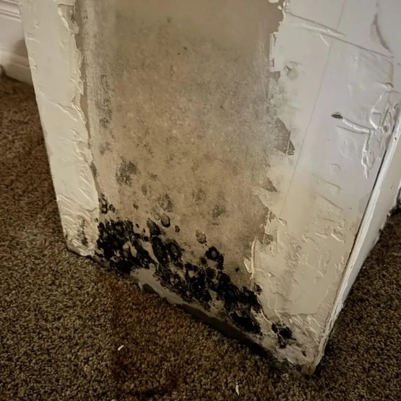 Professional Mold Removal in Odessa, FL